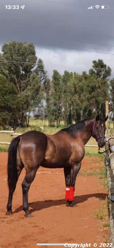 Blue Sky 911 Black Flash